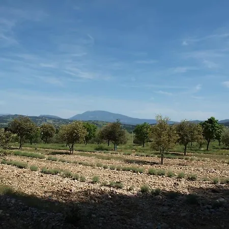 Entre Les Vignes *